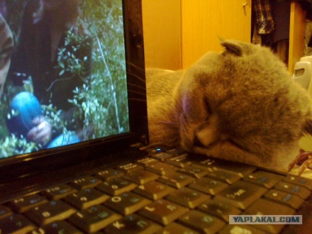 Котовторник  07.05.2013