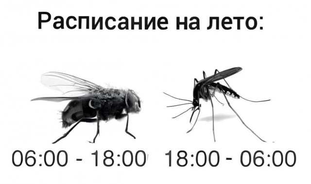 Когда включили электро мухобойку в помещении полном комаров
