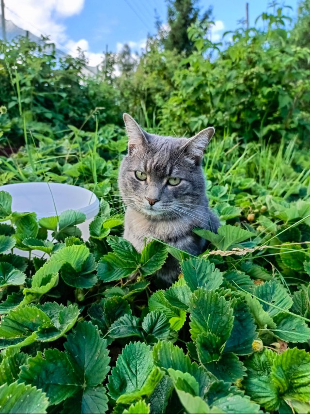 Котовторник!