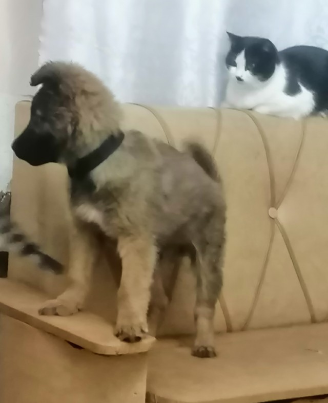 Лучшее решение