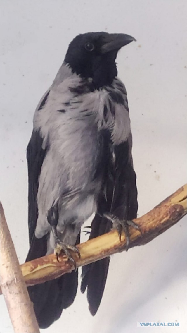 Очумелые Пёрышки