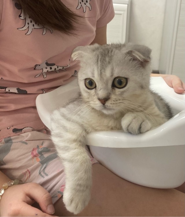 Ну-с, с наступившим староновогодним котовторником