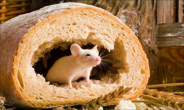 Чем отличаются люди, у которых есть кошки, от людей, у которых их нет? Тест и его результаты