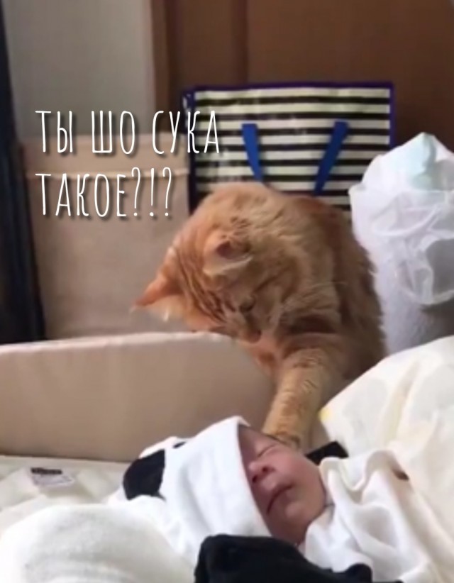 Котик впервые видит малыша