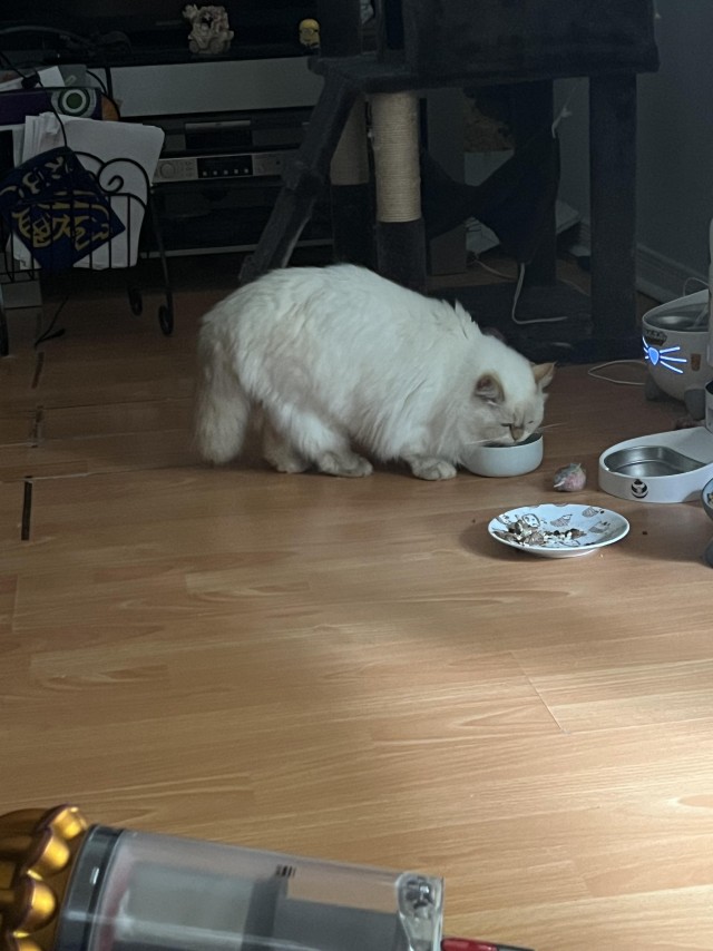 Напугал кошку пердежом