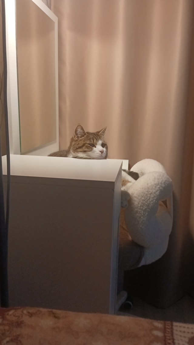 Котëнок-заморыш стал красивой кошкой