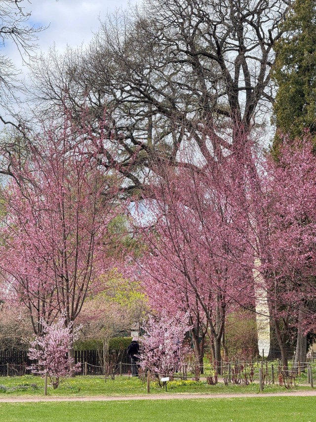 В ботаническом саду Петра Великого (СПб) расцветает сакура