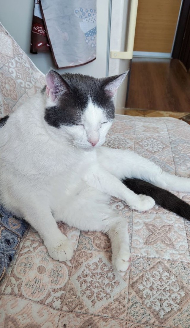 Котовторник 05.05.2026