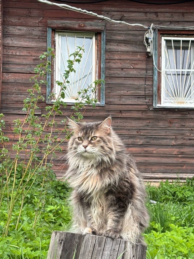 Котовторник. Зифи
