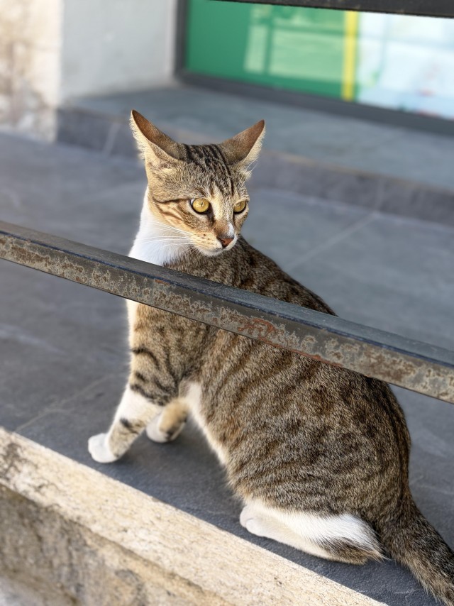 Уличные котики