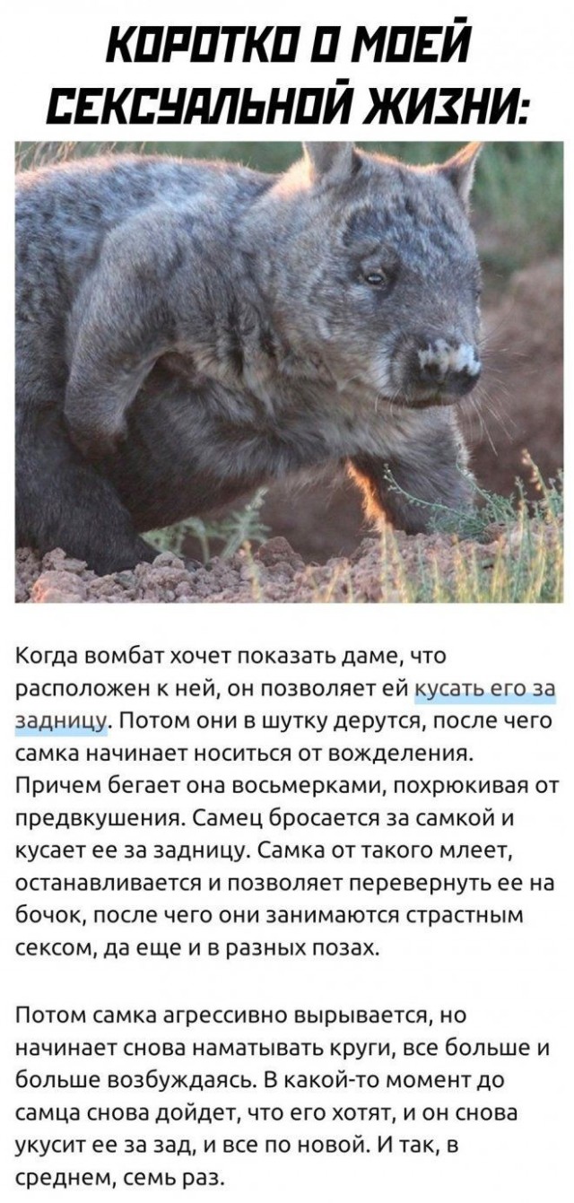 Картинки для деградации 260 (разной степени свежести)