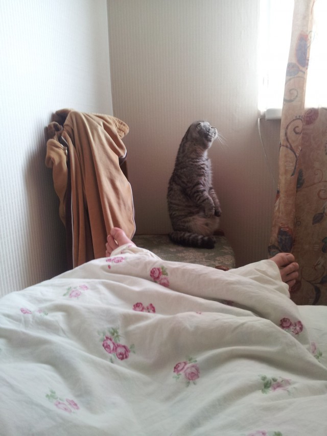 Котовторник 22.10.2013