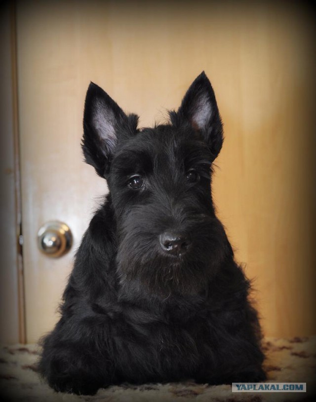 Пес пытается оживить мертвого друга