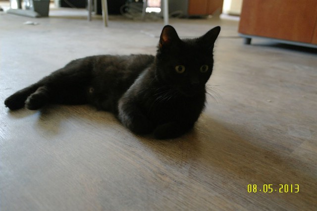 Котовторник 01.04.2014