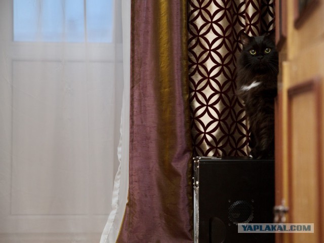 Котовторник 6.05.2014