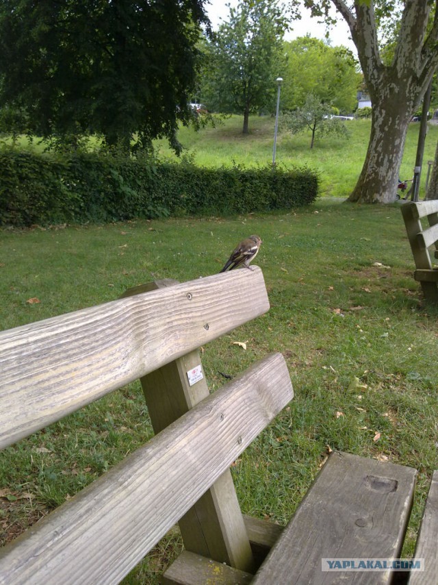 Деревенская Америка