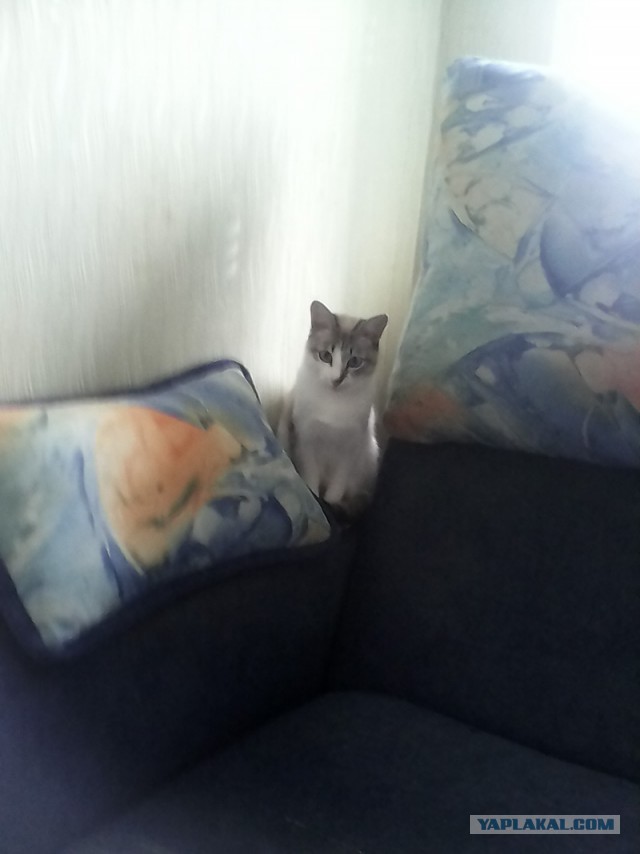 Котовторник 26.08.14.