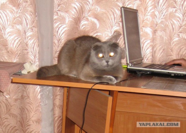 Котовторник 16.09.14