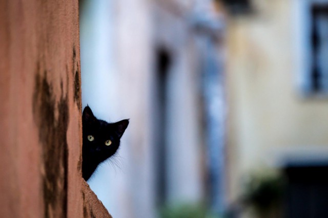 Котовторник 04.11.2014