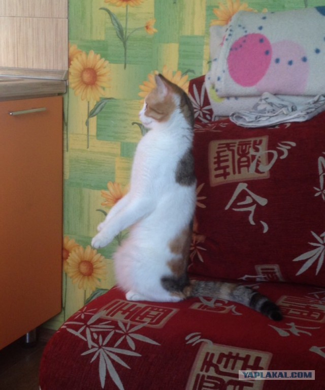 Котовторник 27.01.2015