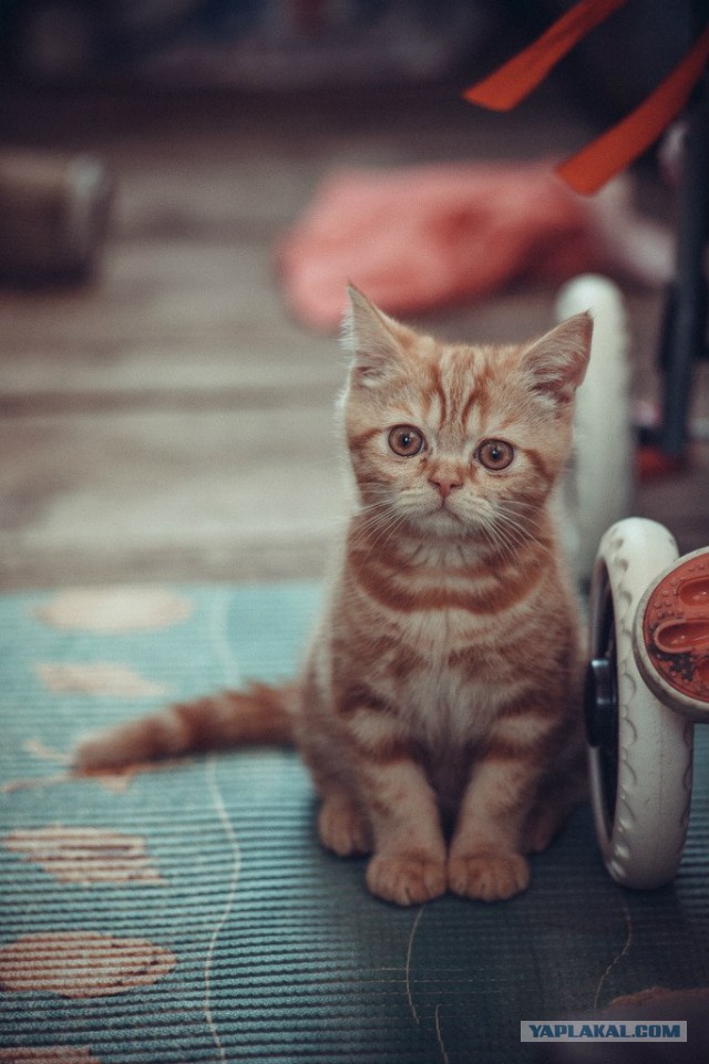 Котовторник