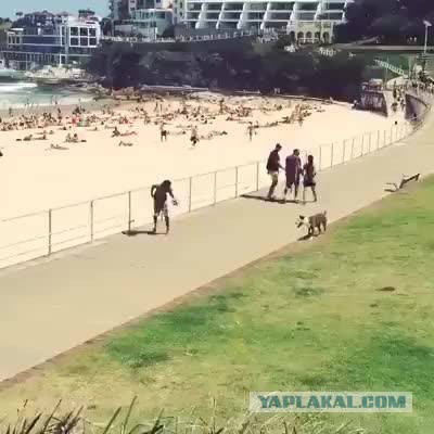 Идеальный напарник