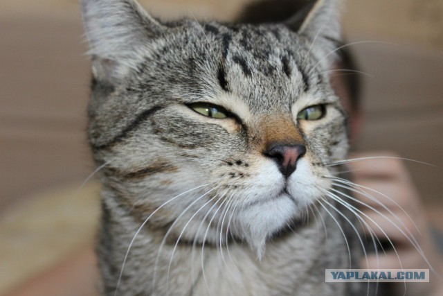 Котовторник   02.06.2015