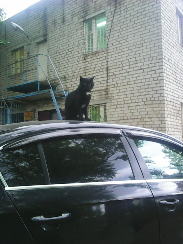 Котовторник 09.06.2015