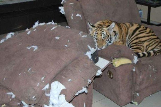 Котовторник