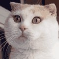Разносторонний котэ