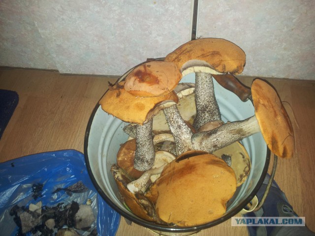 Утомленные икрой: какая она, жизнь на Камчатке?