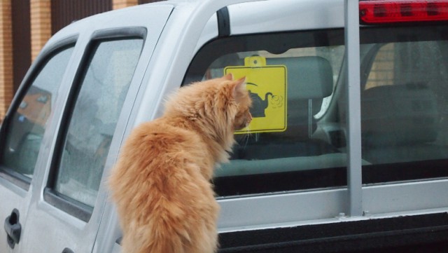 Долго ли переживаете за свои косяки за рулем?