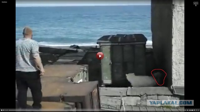 Человек "кормит" медведя живой собакой