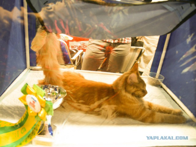 Выставка кошек в Сокольниках