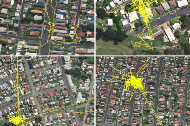 Передвижения кошки за один день, записанные с помощью GPS