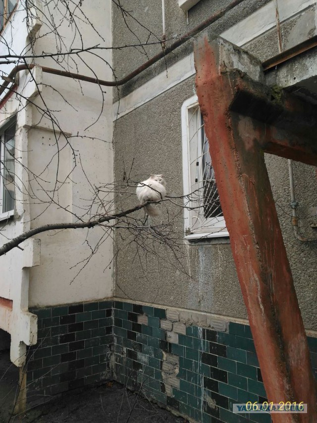Ваши фотки котов на телефон