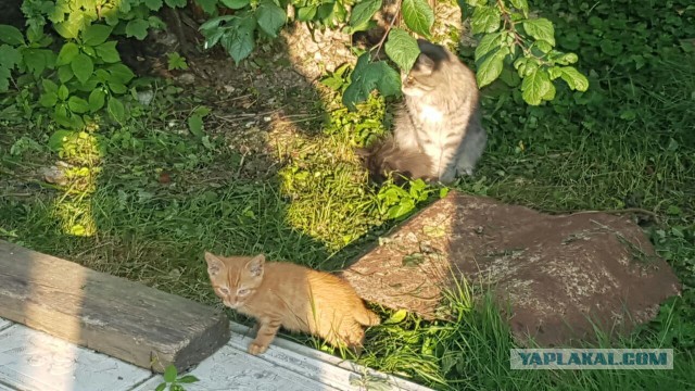Котовторник 26.07 2016