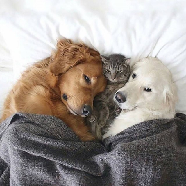 Самые смешные животные