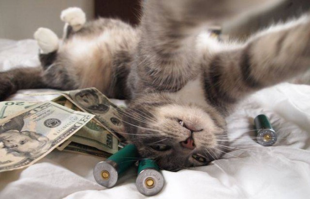 Коты из сети