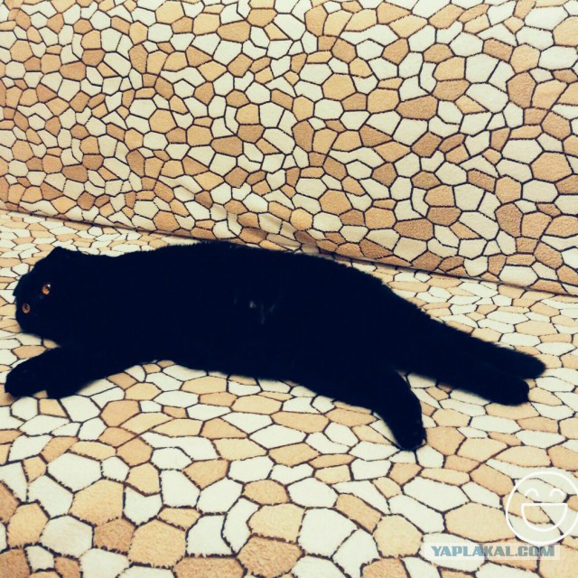 Котовторник 27.06.2017