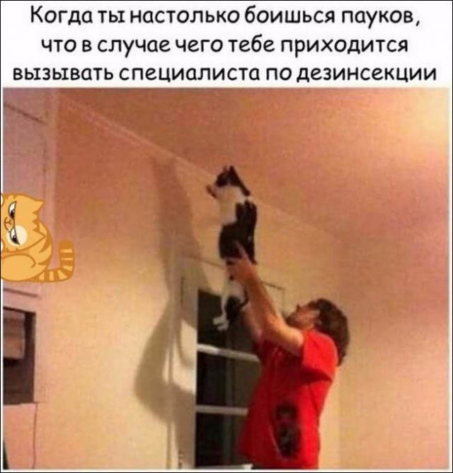 Коты и Кошки