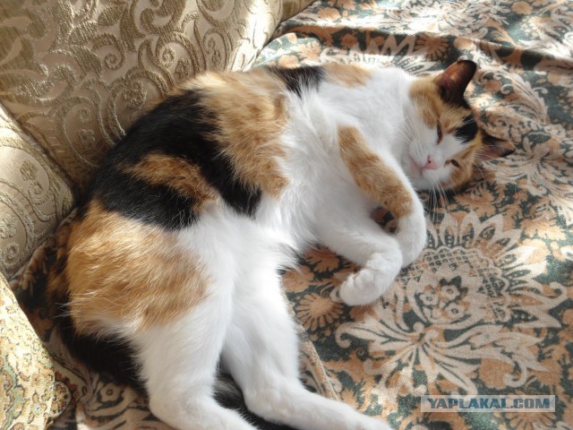 Котовторник