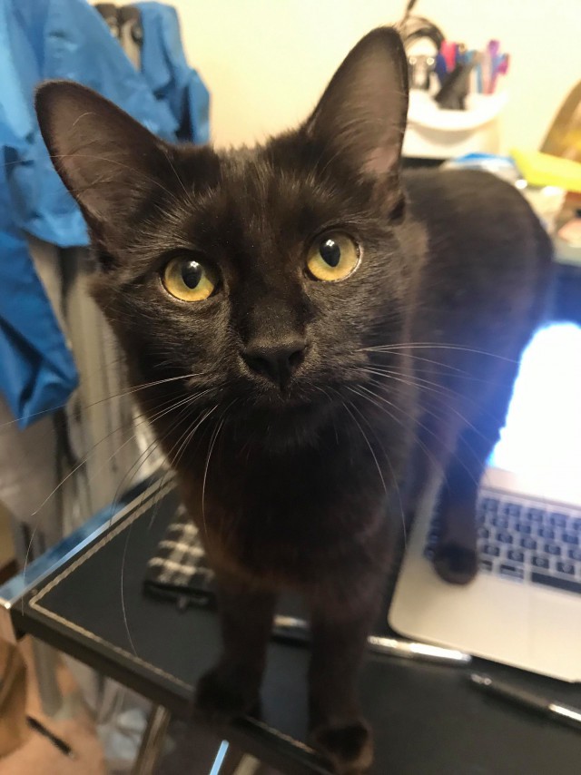 Коты и Кошки