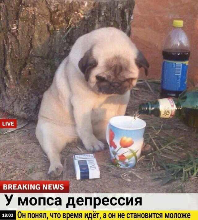 Смешные комментарии из социальных сетей 03.11.2017