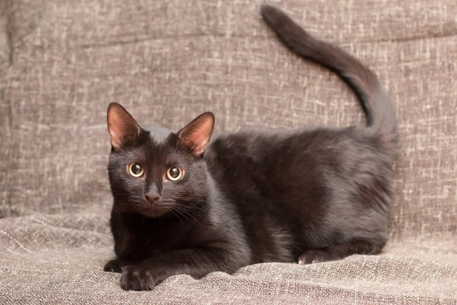 Коты и Кошки