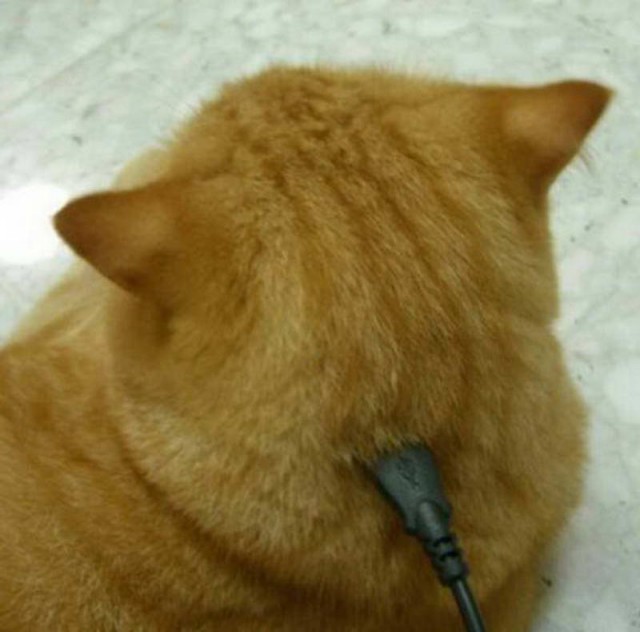 Живность из сети