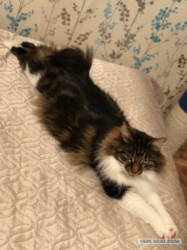 Котовторник 27.02.2018 наступил!