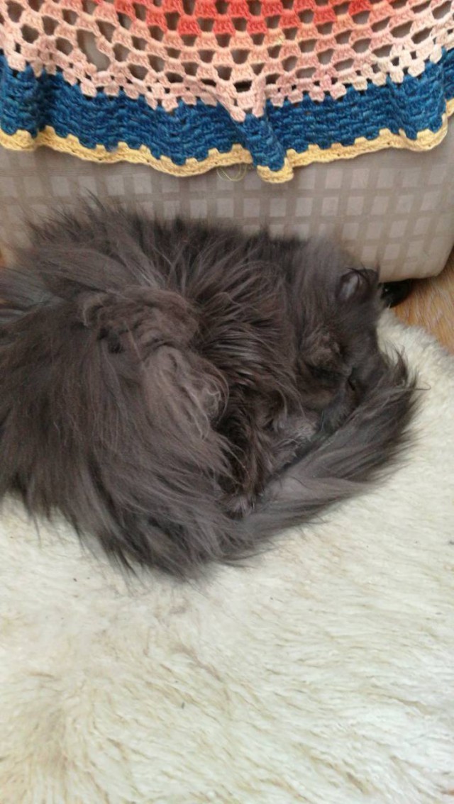 Котовторник 13.03.2018