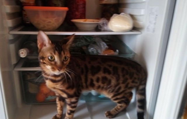 Коты застигнутые врасплох