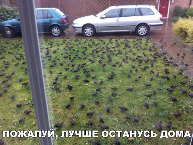 Нестандартный юмор